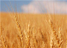 思芒學(xué)社｜重建“文學(xué)”意義的未竟之業(yè)時隔近30年，伊格爾頓又在耶魯大學(xué)出版社推出了《文學(xué)事件》一書……[詳細(xì)]