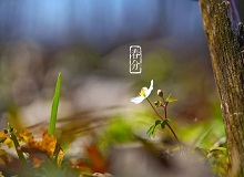 《春分》春分了，天氣漸漸暖起來。草木萬物都生發了，空氣里里濕漉漉甜絲絲的，有一股子好聞的泥土腥味兒。[詳細]